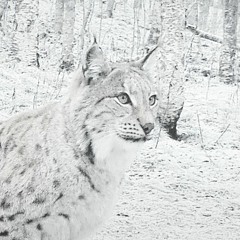 Alternatywna Polska 06_2019