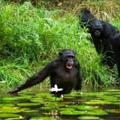 Chimps in The River ft blakmak x double0mo
