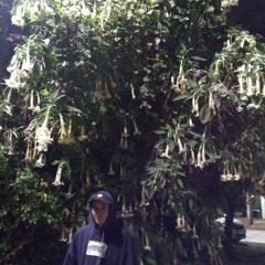 Sombras asomadas asombradas