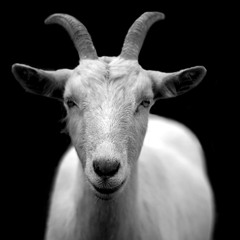 Goat Milk