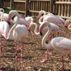 Jay Tetzloff of the Miller Park Zoo talks Flamingos