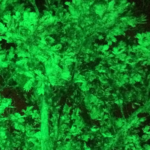 Through The Primitive World - Prodigy Prophet Rmx.WAV