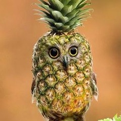 H5N - Willkommen im Sommer und ein Pferd