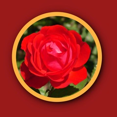 Red Rose Fingerstyle Guitar Blues