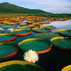 Pantanal - Marcus Viana e o sagrado coração da terra