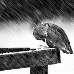 [FREE FOR PROFIT] Sad Trap Beat 'Let Go' (Prod. Divine Trap Beats)