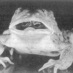 Wrong Mix Rosnička 2019