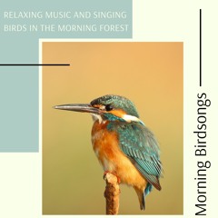 Morning Birdsongs