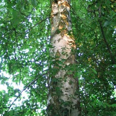 DYNAMIC GARDEN OF S|U|S|I