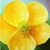 Artwork for Buttercup - Performed by Kara J Richards (Lucinda Williams Cover)