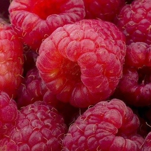 Sonic Is Building Momentum - Raspberry - FREE