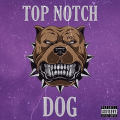 Top Notch Dog - YNIC NILO