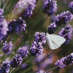 Noire - Lavendel (prod. Milan)