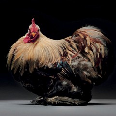 UC Brigante - Chickenhead