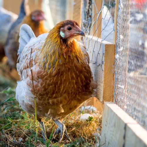 Das Hofhuhn Das Hofhuhn