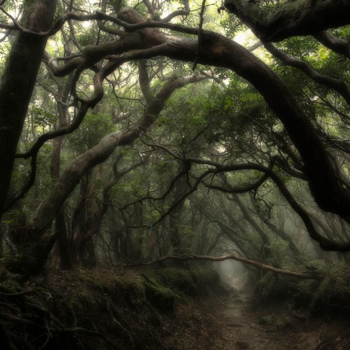 FOREST ABSTRACT