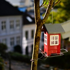 Show 23: The Dark Side of Building Birdhouses