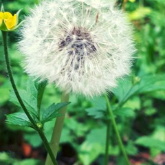 To Calm Oneself Down #1