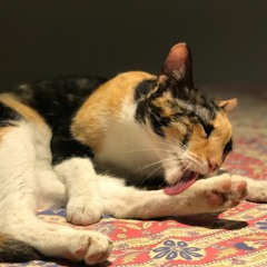 Boticario FunkyHouse Part 2