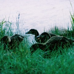 Precious Polygons - Flicker