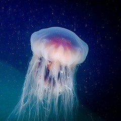 Tipy Project - The sound of jellyfish