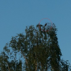 Cuckoos and Other Trills