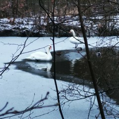 Wenn ich dich seh - rough demo - Matt Schwarz