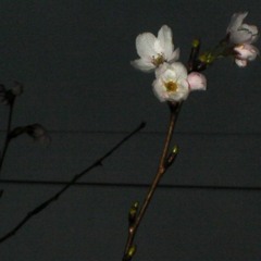 Ordinary Complex(Ft. Whiz Kid, Alice)