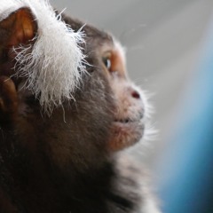 Mysterious Intent 157 (wip)