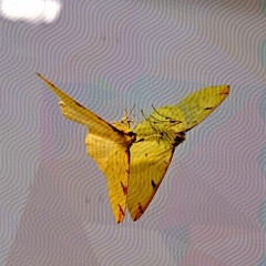 THE PLASTIC SEA - FEAT. TOBY HALLS