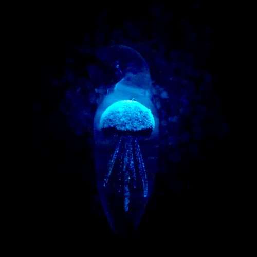 Jelly [FREE DOWNLOAD]