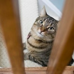 The Cat Scratches The Curls Off The Stairs