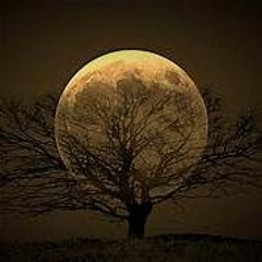 SOME AMBIENT SHIT💖