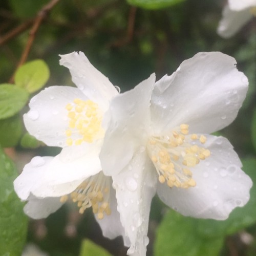 Celestial Sweetness
