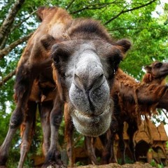 Bukan Taman Safari Cover Billy Talahatu