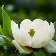 Magnolia (JJ Cale Cover)