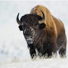 Song 1(Bison)-East to east west