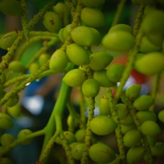 MALARGALE (A R RAHMAN COVER) SABAREESH PRABHAKER FEAT IMMORTAL RAAGA