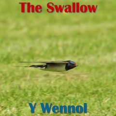 The Swallow / Y Wennol