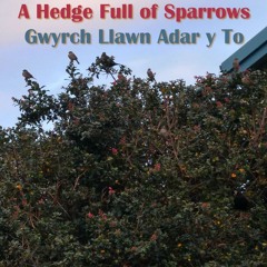 A Hedge Full of Sparrows / Gwyrch Llawn Adar y To