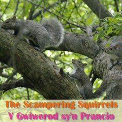 The Scampering Squirrels / Y Gwiwerod sy'n Prancio