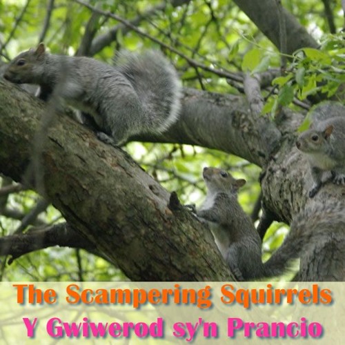 The Scampering Squirrels / Y Gwiwerod sy'n Prancio