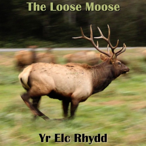 The Loose Moose / Yr Elc Rhydd