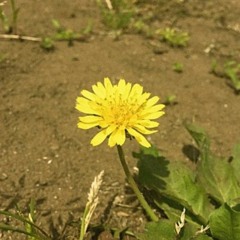 우효 - 민들레 Inst cover