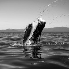 She Likes It Deep Mixes by Elwer