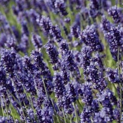 LAVender freestyle ft Leviticu$, LAV12H (Prod seascape)