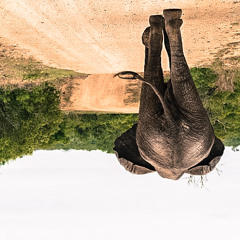 Elepath - Sarita Ft. Mirko Nisenson [Demo]