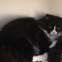 i’m so tired (fugazi cover)