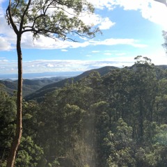 forest for the trees
