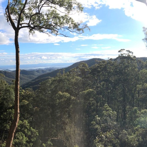 forest for the trees